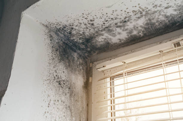 Mold Removal service in Clifton